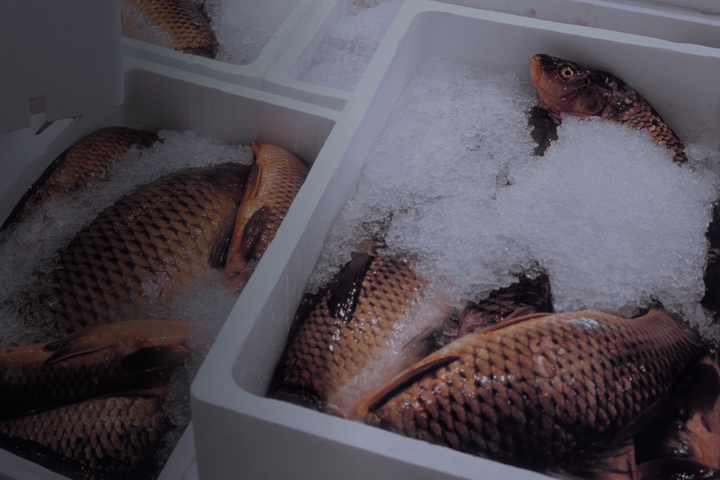 Frozen fish in container for temperature validation monitoring